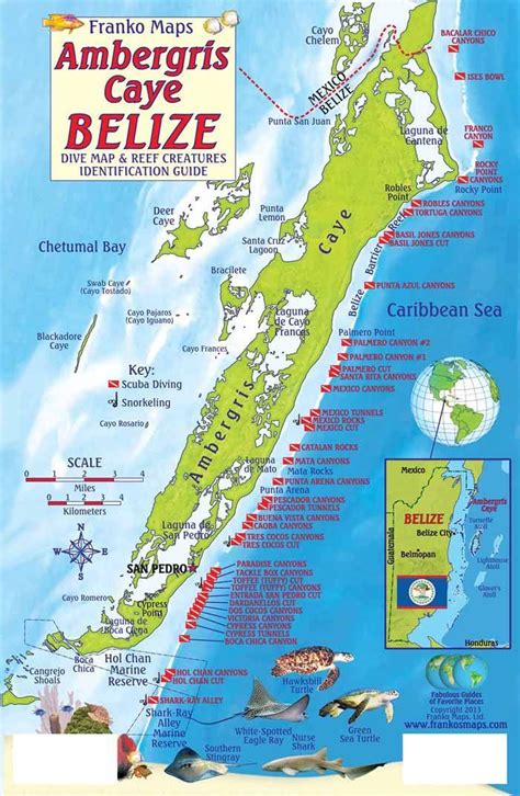 Ambergris Caye Dive Map and Reef Creatures Identification Guide ...