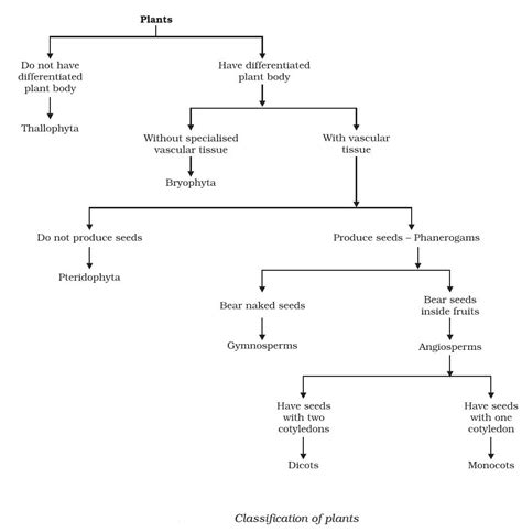 Plant Kingdom - Thallophytes (Algae) - Bryophytes - Pteridophytes