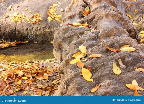 Old Log-bridge in the Forest Stock Photo - Image of plants, logbridge ...