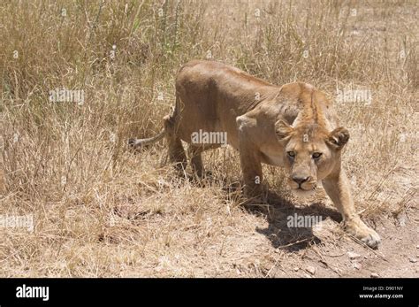 Lioness Hunting Prey