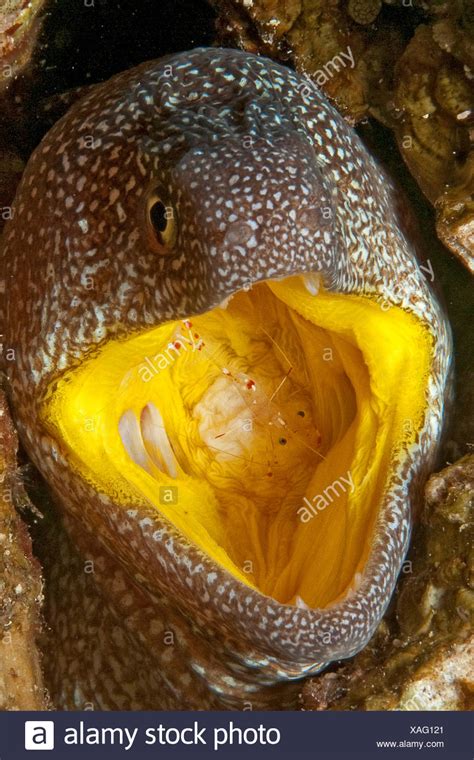 Yellow Mouth Moray Eel High Resolution Stock Photography and Images - Alamy