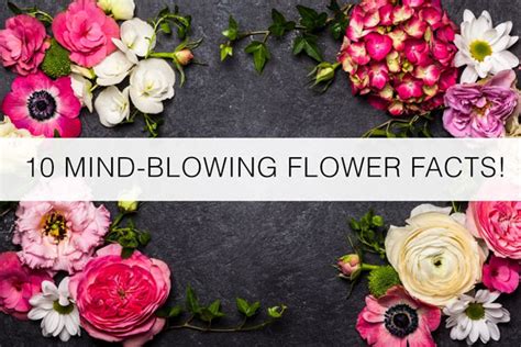 10 Mind-Blowing Flower Facts! | Florist Blog by Floranext