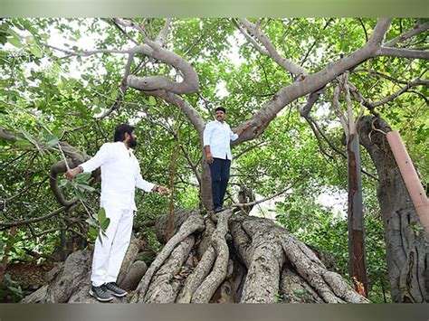 Telangana: Mahabubnagar's 800-year old banyan tree gets new life as ...