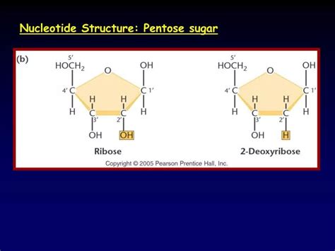 PPT - Nucleotide Structure: Pentose sugar PowerPoint Presentation - ID ...