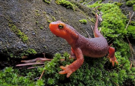 Salamander and Newt | San Diego Zoo Animals & Plants