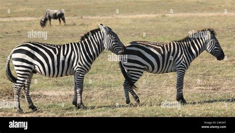 Zebra mating hi-res stock photography and images - Alamy