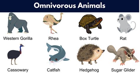 List of Omnivores Animals Name, Pictures & Facts | PDF - GrammarVocab