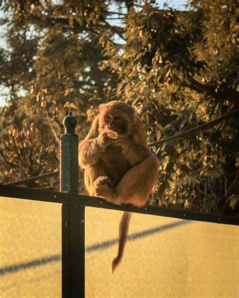 Brown Monkey Eating Food · Free Stock Photo