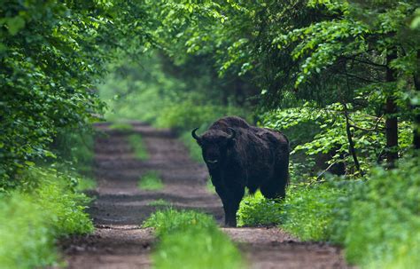 bison-bialowieza-lionel-maumary-37 - Greenwings Wildlife Holidays