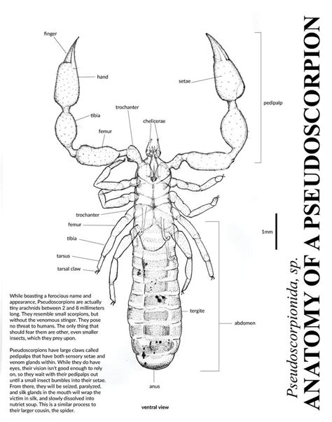 anatomy of a pseudoscorpion by stormspanner on DeviantArt