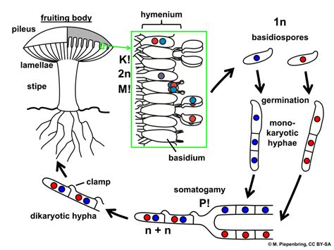 Basidium