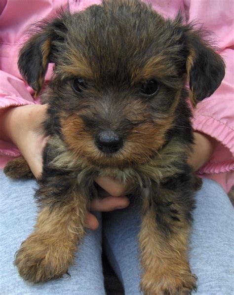 #yorkiepoo #dogs #cute | Yorkie poo, Yorkie poo puppies, Kittens and ...