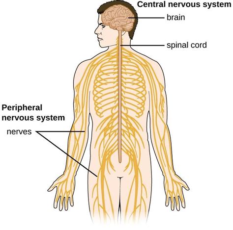 Central Nervous System Diagram Unlabeled : Brain and nervous system ...