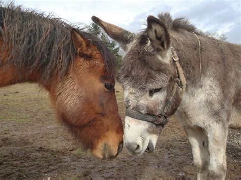 Horse & donkey love | Horses with other animals | Pinterest | Horses ...