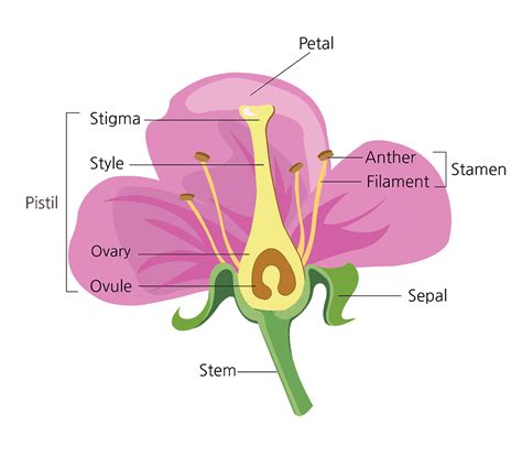 Parts of a Flower and Their Functions (With Diagram) - Trees.com (2024)