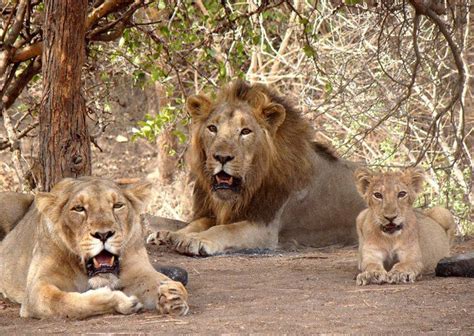 Sasan Gir National Park, Gujarat - Trans India Travels