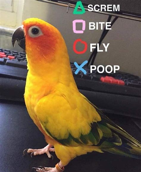 Cutesypooh | Funny parrots, Funny animal memes, Funny birds