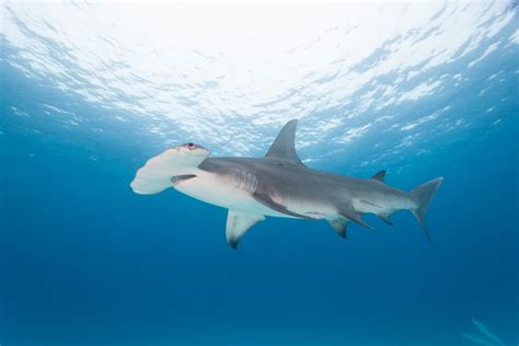 Hammerhead Shark: Characteristics, Habitat, and Behavior