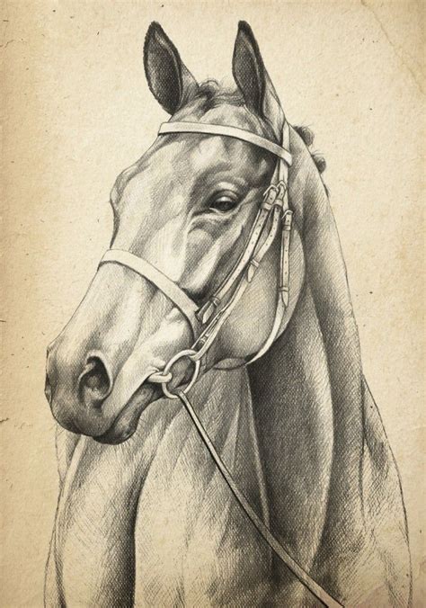 Simple Horse Head Drawing at GetDrawings | Free download