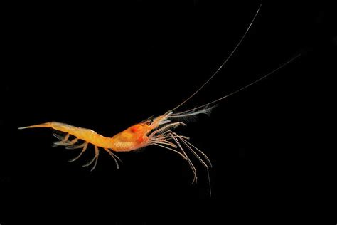 Deep Sea Shrimp Photograph by Dante Fenolio - Fine Art America