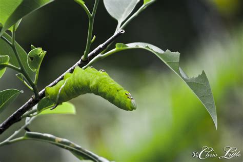 Giant Sphinx Moth Caterpillar | The giant sphinx moth, Cocyt… | Flickr