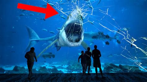 Here Is Why No Aquarium In The World Holds A Great White Shark - YouTube