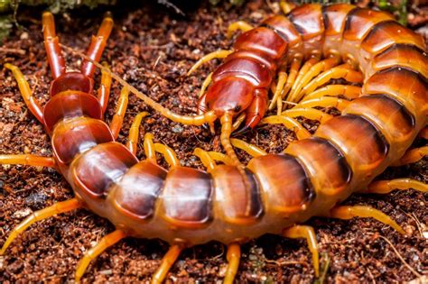 scolopendra sp “robusta”？ | Arachnoboards