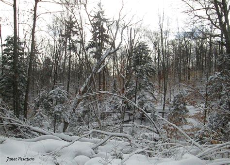 American Marten Habitat and Den Sites - Winterberry Wildlife