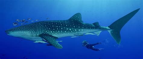 Best Places for Diving with Whale Sharks in Thailand.