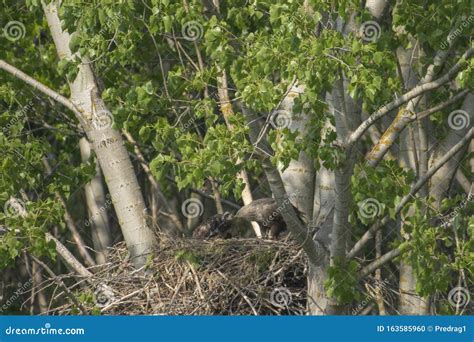 White-tailed Eagle in the Nest with Small Birds Stock Photo - Image of ...