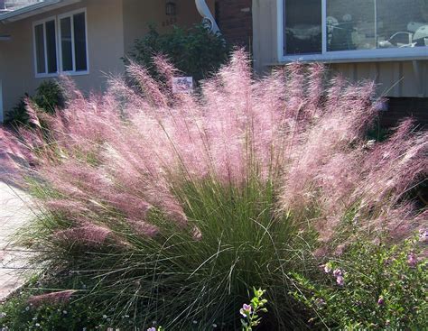 The 2 Minute Gardener: Photo - Pink Muhly Grass (Muhlenbergia capillaris)