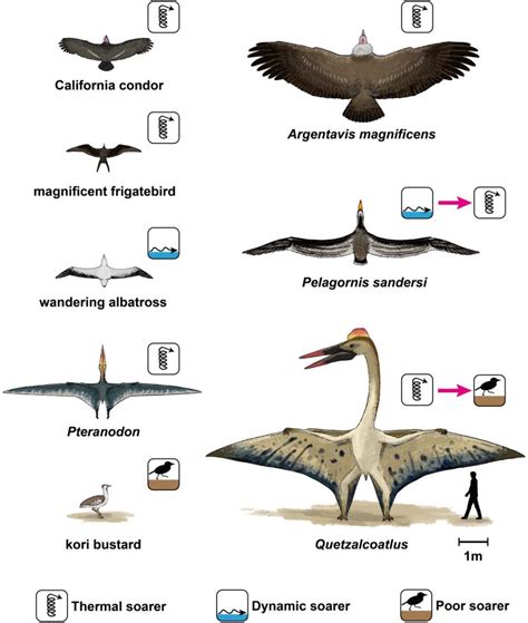 Argentavis Fossil