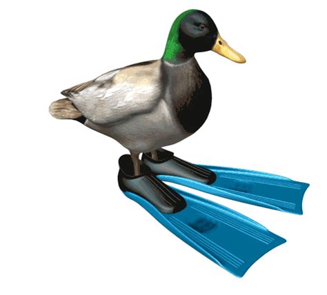 Duck spinning gif | Rotating Duck Wearing Flippers | Know Your Meme