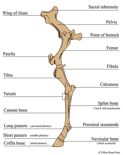 Forever Horses: Anatomy of the Equine Hindleg