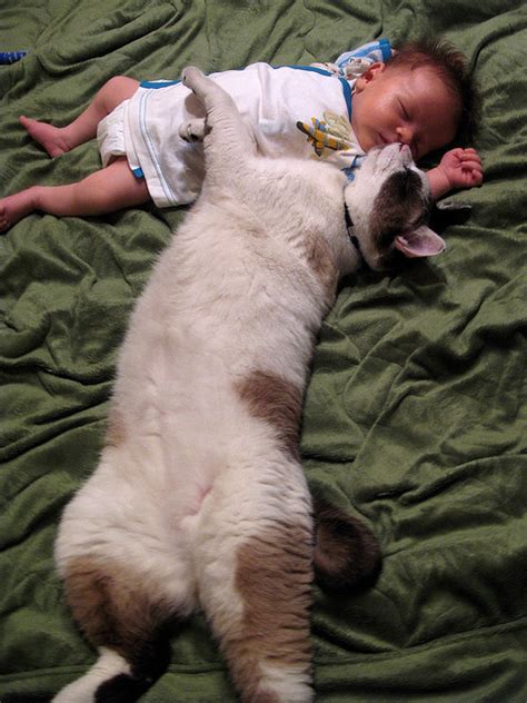 6 Myths About Cats and Babies - Petful