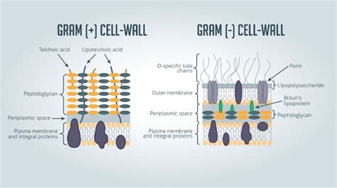 A Crash Course in Microbiology - Online Bachelor Degrees