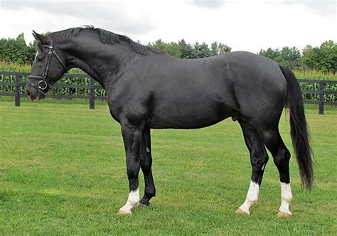 black Hanoverian stallion | Horses, Dressage horses, Black horses