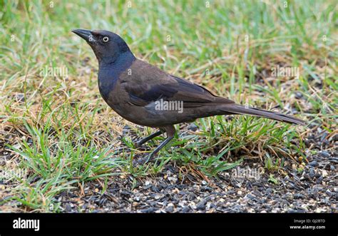 Common grackle bird habitat picture hi-res stock photography and images ...