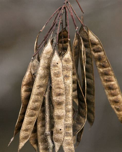 Mimosa tree seed pods | tony adcock | Flickr