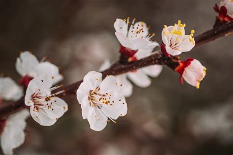 5 Places to See Plum Blossom in Tokyo - GaijinPot