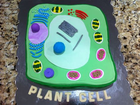 Plant Cell Cake | Plant cell model, Cell model, Plant cell cake