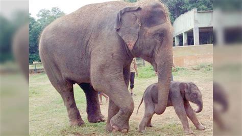 Hippo, elephant give birth at Mysuru Zoo - Star of Mysore