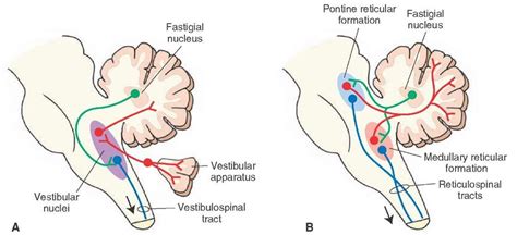 Diagrams illustrate the output relationships from the fastigial nucleus ...