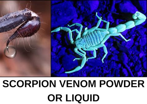 Black Scorpion Venom Powdered or Liquid 0.05 Ml Scorpion Venom Real - Etsy