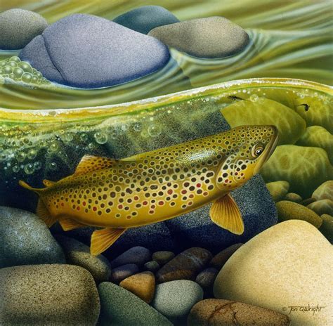 Brown Trout by JQ Licensing | Trout art, Trout painting, Fish art