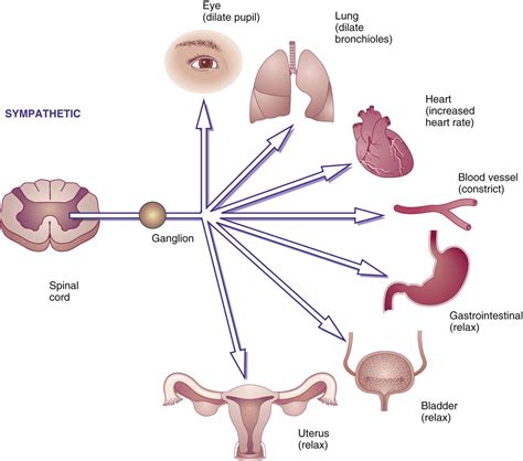 Adrenergic Agonist Side Effects