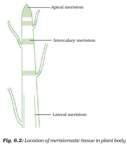 Plant Tissue - Meristematic - Simple, Complex Permanent Tissue