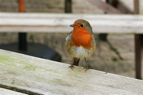 Female Robin (UK) - Identification, Behaviour, and Facts