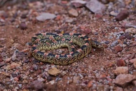 24 Non-Venomous Snakes in Utah - Krebs Creek