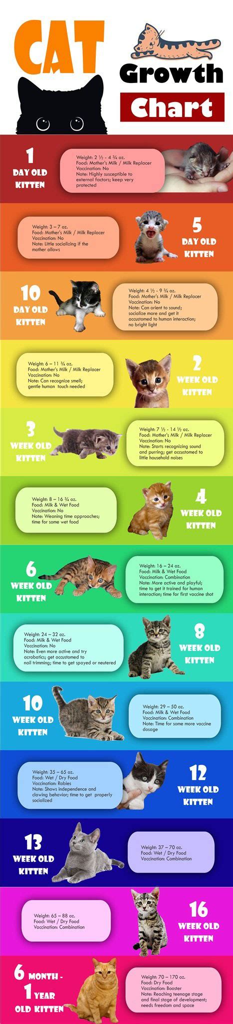 Cat Growth Chart [Infographic] - Best Infographics